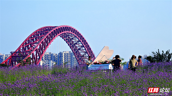 当中国红遇见薰衣草紫！在株洲，见证硬核城市的温柔蜕变.jpg