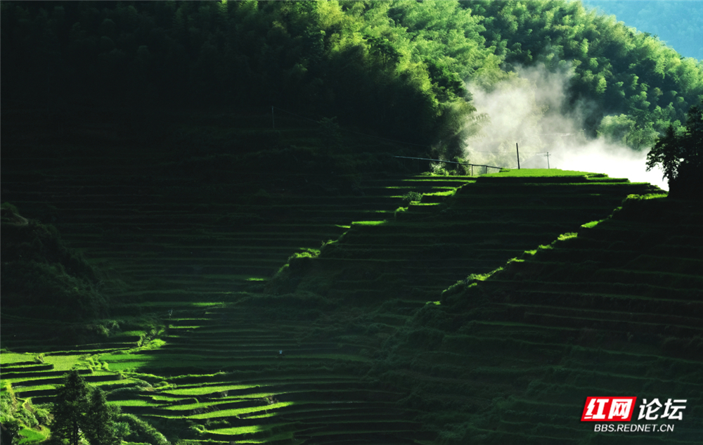 新化紫鹊界：云海梯田间的金色诗行.jpg