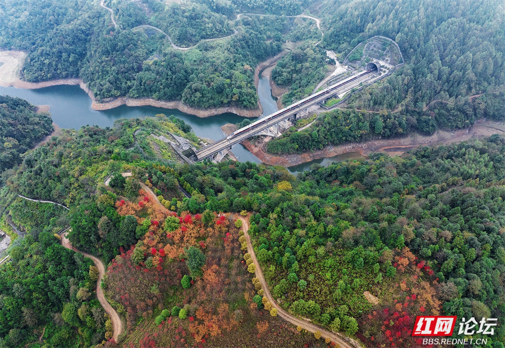 层林尽染高铁白，中国速度遇见缤纷秋色.jpg