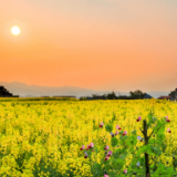 炎陵县:油菜花季，肆意绽放的春日盛景（图）