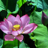 一湖荷影映碧空，株洲万丰湖的夏天美成了诗
