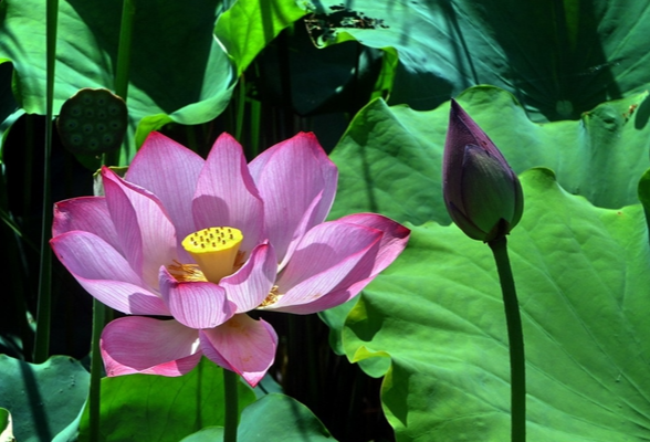 一湖荷影映碧空，株洲万丰湖的夏天美成了诗