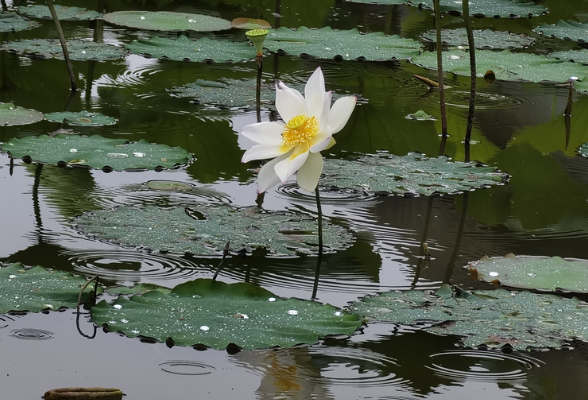 雨落安乡官垱荷塘，是谁把夏天画成了水墨？