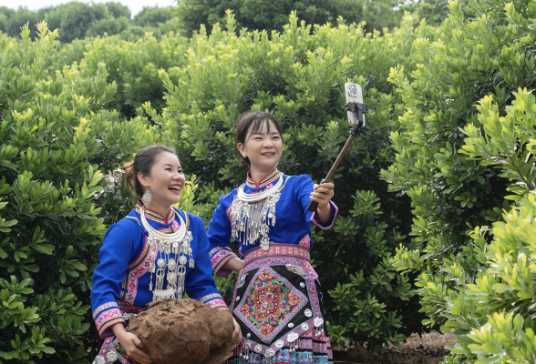 【每日一图@湖南】茯苓破土，绿里掘金：靖州特色产业迎丰收