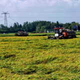 早稻开镰!走进常德乡村,感受最真实的丰收喜悦