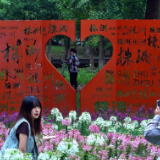 漫步株洲湘江风光带，邂逅醉蝶花海的浪漫
