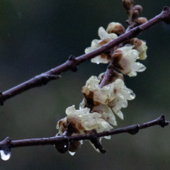 组图丨大寒日，去株洲文化园收集春天的预告片
