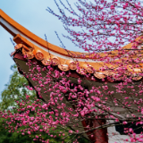 组图丨黛瓦红梅，是藏在石峰公园里的中式浪漫