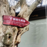 薄雾中的暖色调:益阳“拥军亭”里的义剪情