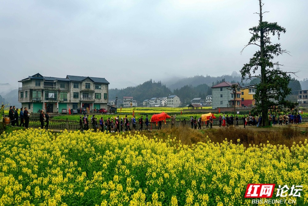 《盛装巡游》2026.2.22正月初六 双江镇向晖村春节吃会活动图片 王启友摄 15367572777 (5)_副本.jpg