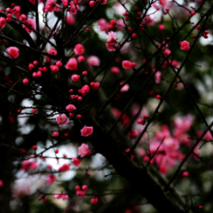 【赴春之约】冬去春回,看攸县梅开,嗅岁月芬芳