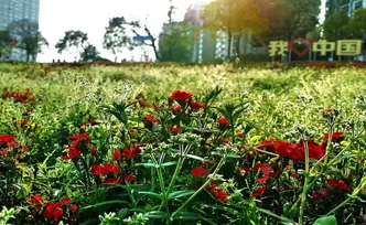 【赴春之约】浮光掠影，把春天留在株洲的江风里