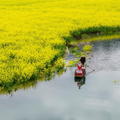 【赴春之约】一叶扁舟入画来：长田湾油菜花海里的隐世浪漫