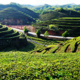 【赴春之约】桃江莲花坪:在梯田茶香里,遇见向往的“山水田园”