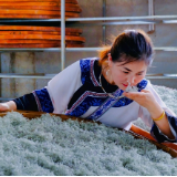 凤凰深处有茶香！这是古林村的“限定版”阳光味道