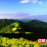 黄桑自然保护区多种野生动物频频“出镜”