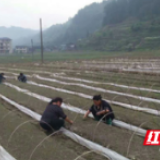 城步落实高山蔬菜种植面积40万亩