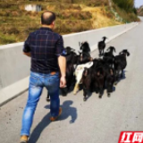 惊险!群羊“畅游”高速 桥隧人充当“赶羊倌”