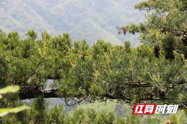 南山国家公园发现大面积华南五针松天然群落