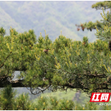 南山国家公园发现大面积华南五针松天然群落