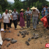 绥宁县红岩镇：大批人工繁育竹鼠回归自然