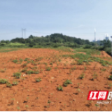 大祥区：重拳整治违法用地行为