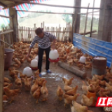 石博成：荒山养鸡啄出“致富路”