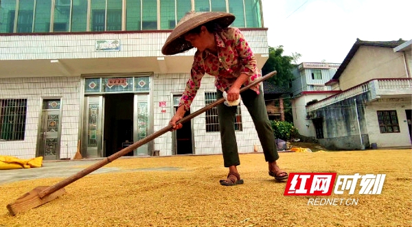 农民在晾晒收割的稻谷。