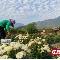 敢叫荒山变金山 ——记“全国优秀农民工”“湖南省劳动模范”周作枚