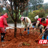 新宁：青年志愿者植树添绿 助力省级森林城市创建