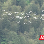 邵阳绥宁:多地白鹭齐飞 如诗如画