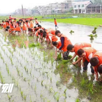 邵阳双清：小学生下田插秧，体验“粒粒皆辛苦”