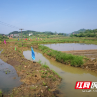 邵东仙槎桥镇：“三牛”精神狠抓粮食安全