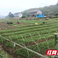 邵阳县：着眼实际 统筹兼顾 全力推进乡村振兴