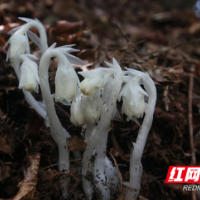 邵阳绥宁：黄桑发现一百余株罕见“死亡之花”水晶兰