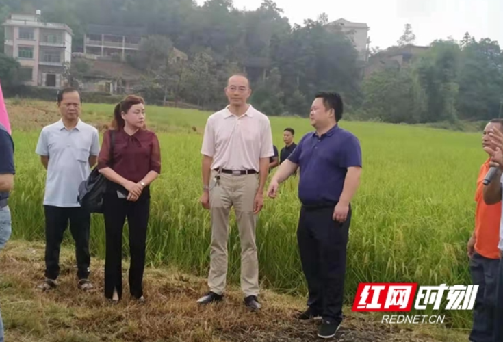 湖南省新型实用杂交水稻全程机械化制种技术观摩会在武冈举行