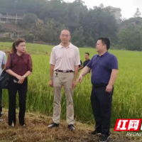 湖南省新型实用杂交水稻全程机械化制种技术观摩会在武冈举行