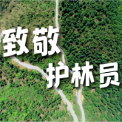 致敬护林员！你爱我护我40载 我还你浩瀚林海