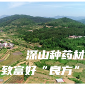 新邵： 深山种药材 致富好“良方”