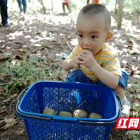 邵东市魏家桥镇首届猕猴桃采摘节开幕