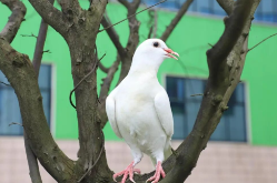 观潮的螃蟹丨岳阳王鸽飞起来的“233”密码