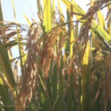 央视网丨湖南怀化:花瑶梯田开镰收割 农民喜丰收