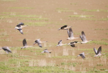 好风送雁到鄱阳