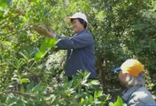 央视网丨两万多名贫困人口长期受益 湖南永州30万亩油茶丰收啦