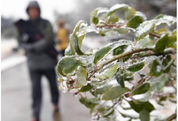 农业系统应对雨雪冰冻天气：保市场供应 抓畜禽保暖