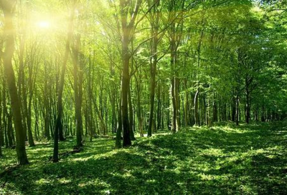 林业70年绘就绿色潇湘 湖南森林覆盖率达59.96%