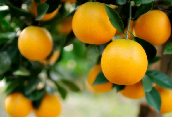 麻阳冰糖橙首次打开欧美市场
