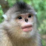 再添新丁！云南白马雪山国家级自然保护区滇金丝猴群数量稳步增长