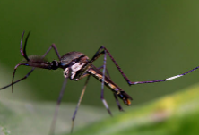蚊蝇可以传播新冠病毒？谣言