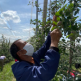 贵州威宁：“土味”苹果种出甜脆好生活